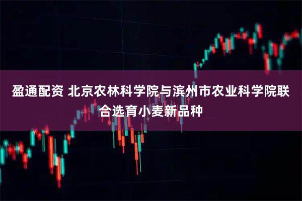 盈通配资 北京农林科学院与滨州市农业科学院联合选育小麦新品种