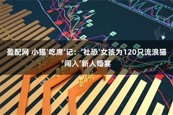 盈配网 小猫‘吃席’记:‘社恐’女孩为120只流浪猫‘闯入’新人婚宴